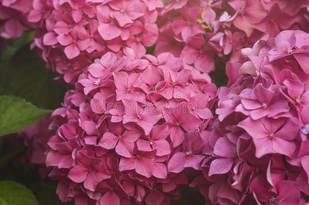 粉红色的霍滕西亚绣球花属植物