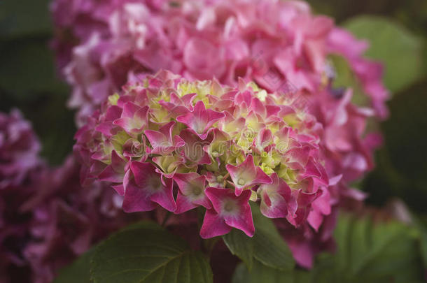 详述关于粉红色的八仙花属花盛开的