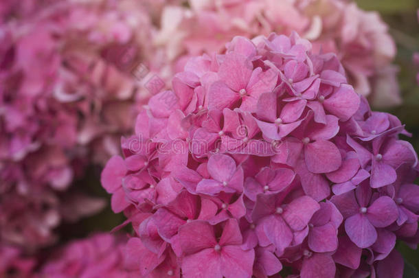 详述关于粉红色的八仙花属花采用满的花