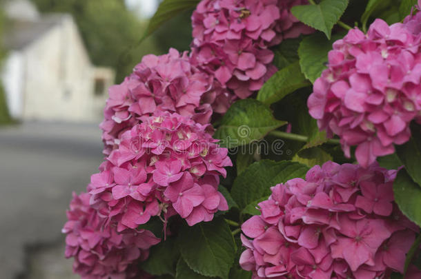 粉红色的霍滕西亚绣球花属植物花