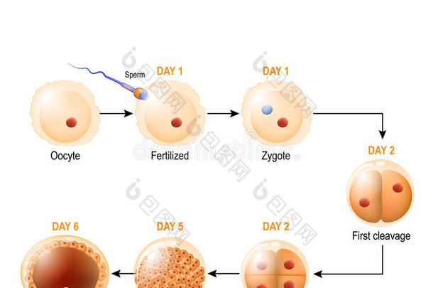 人胚芽的发展