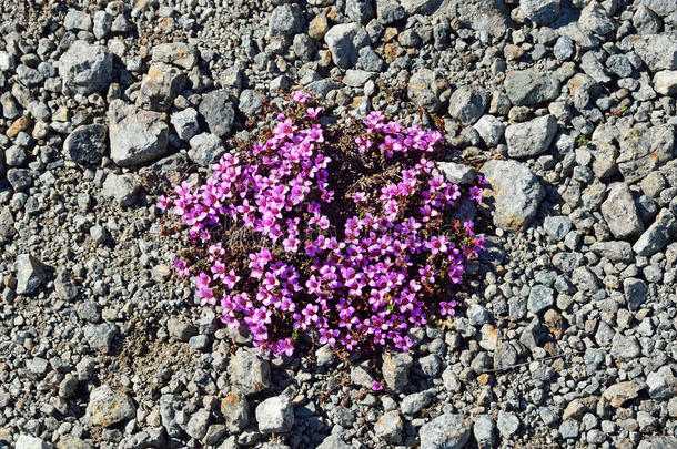 紫色的虎耳草属植物虎耳草对生叶开花向指已提到的人冻土带
