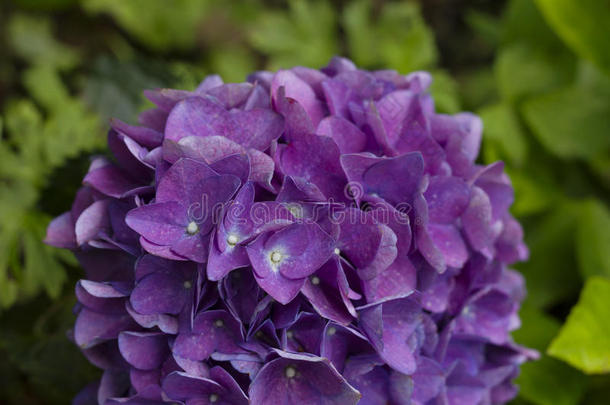 紫色的霍滕西亚绣球花属植物花上端