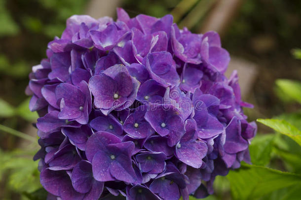 紫色的八仙花属花头采用一g一rden