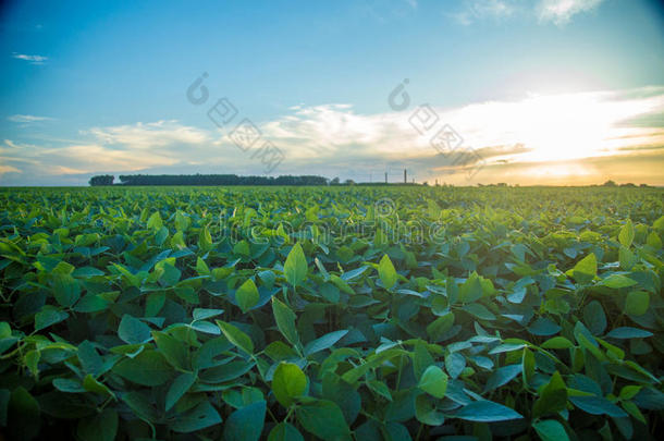 大豆种植园田农场