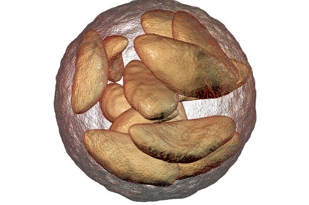 寄生的原生动物弓形虫贡迪采用bradyzoites阶段采用si