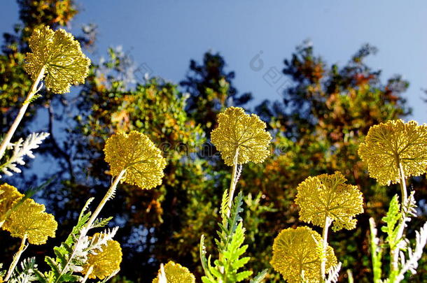 <strong>蕨菜</strong>西洋蓍草花欧蓍草裂片