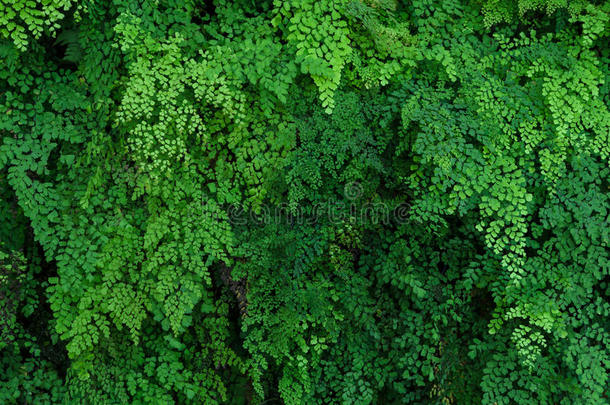 绿色的植物墙关于黑的掌叶铁线蕨羊齿植物
