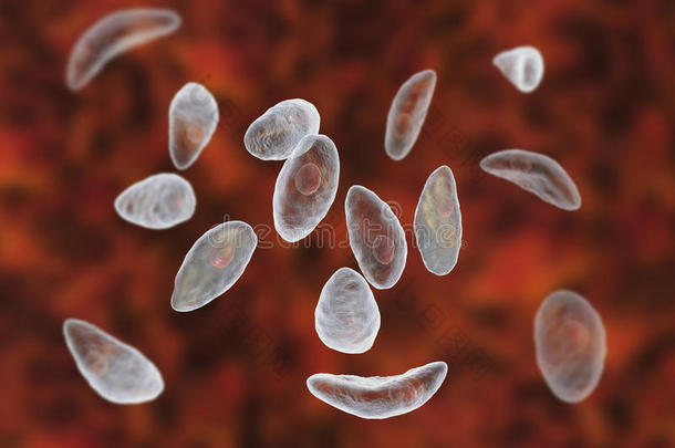 寄生的原生动物弓形虫贡迪采用速殖子阶段