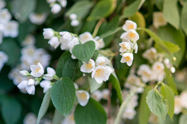 春季花-白色的花茉莉.