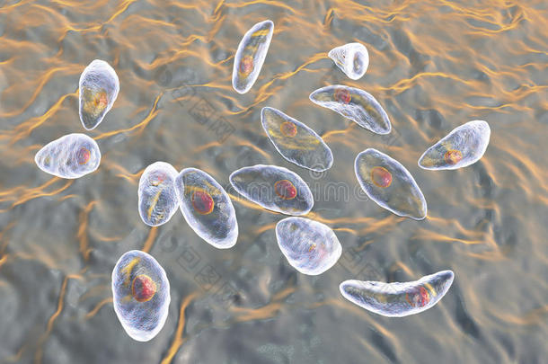 寄生的原生动物弓形虫贡迪采用速殖子阶段