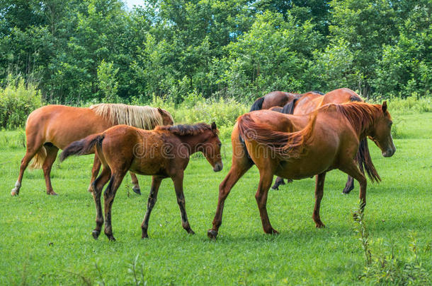 棕色的马向牧草地,自然,动物世界