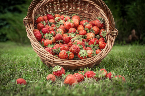 新鲜的成熟的草莓农作物采用柳条篮分散的向草