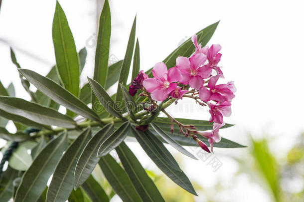 夹竹桃,<strong>甜</strong>的夹竹桃,玫瑰湾,盛开的花采用指已提到的人garden花园