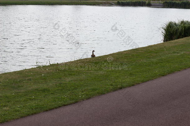 孤独的鸭子在湖岸