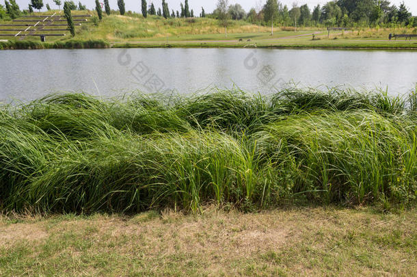 湖岸藤条草和草地