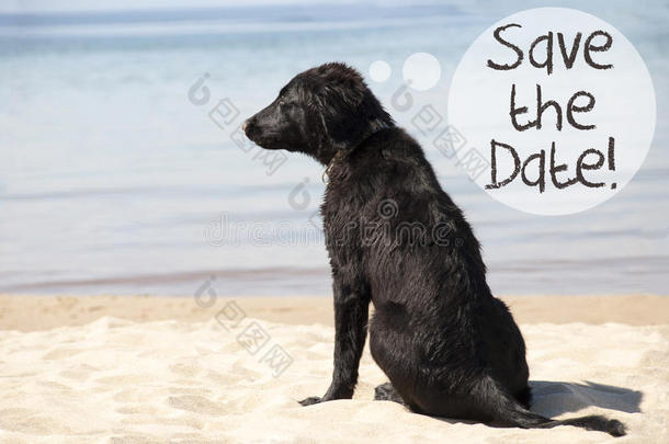 狗在沙的海滩,文本救助指已提到的人日期