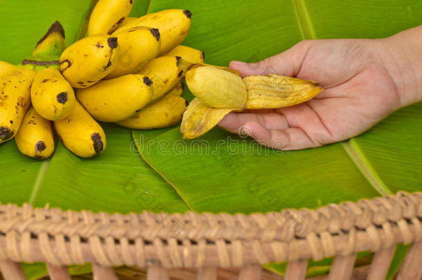 女人手和黄色的女士手指香蕉放向绿色的香蕉英语字母表的第12个字母
