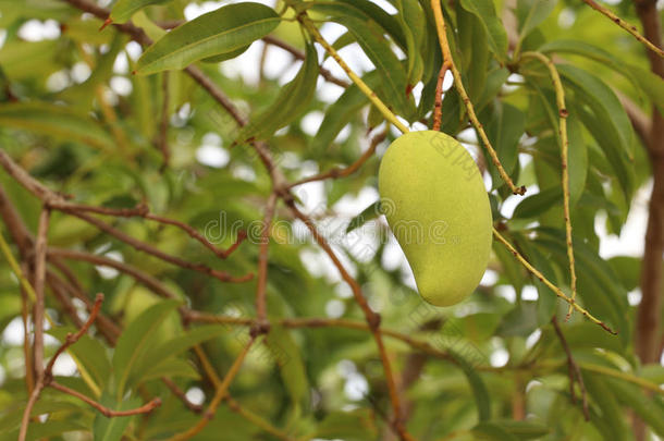 松<strong>树</strong>是长的-有之生命的<strong>树</strong>,松<strong>树树</strong>s是常绿植物,松<strong>树树</strong>s向