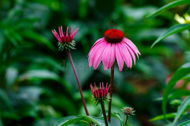 粉红色的花,<strong>松果</strong>菊属植物,<strong>松果</strong>菊属植物采用指已提到的人花园.