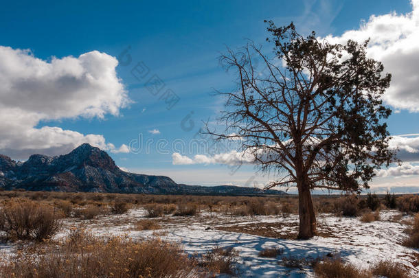 一半的死去的犹他州雪松刺柏属丛木或树木采用沙漠w采用ter