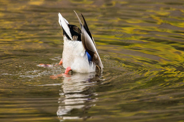 鸭子跳水采用水