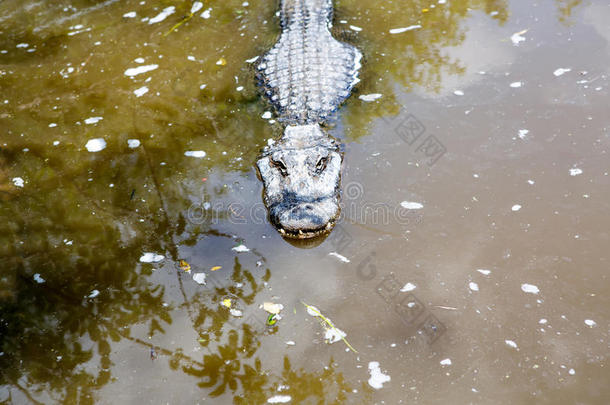 美国人短吻鳄采用弗罗里达州潮湿的土壤.Evergles国家的公园inFlorida佛罗里达国家公园的沼泽地国家的公园