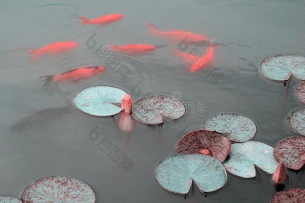 粉红色的水百合花和<strong>锦鲤鱼</strong>