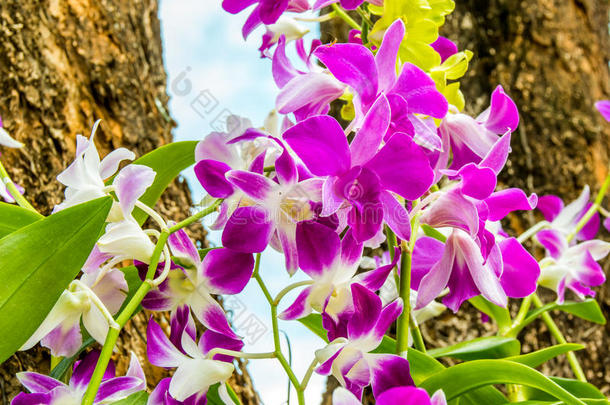 泰国&字母x27;英文字母表的第19个字母orchid英文字母表的第19个字母