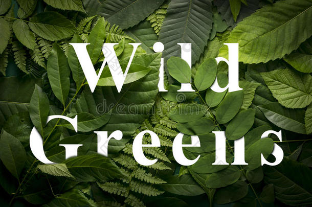 野生的绿叶蔬菜观念关于野生的绿色的丛林植物的叶子.