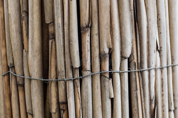 干的干燥的竹子乡间,栅栏.