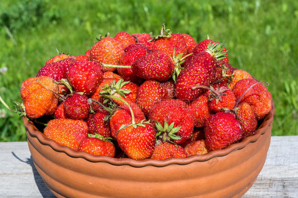 新鲜的成熟的红色的草莓internationalnormalatmosphere国际标准大气碗,绿色的背景.