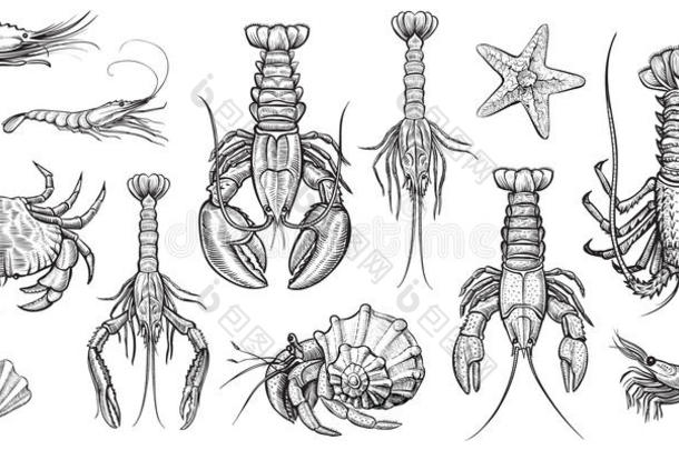 甲壳纲动物矢量插图放置.