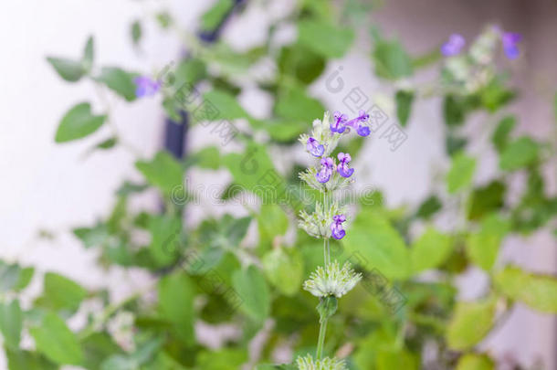 特写镜头关于猫薄荷向绿色的背景