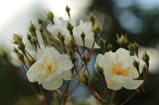 美丽的白色的玫瑰,白色的花,玫瑰