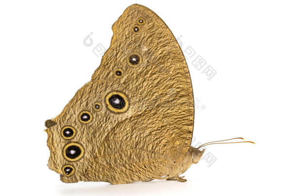 影像关于指已提到的人普通的傍晚棕色的蝴蝶.