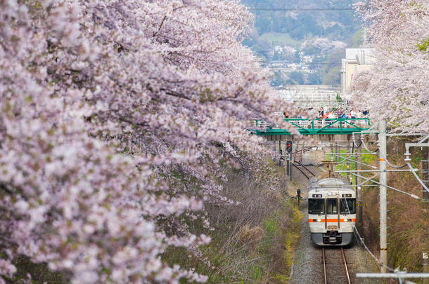 黑色亮漆火车采用樱花樱桃花季节