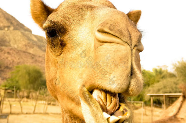 肖像关于有趣的骆驼上端,SHARJAH沙迦阿拉伯联合<strong>酋长国</strong>中的<strong>酋长国</strong>,UnitedArabEmirates阿拉伯联合<strong>酋长国</strong>
