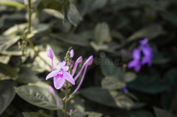 紫色的兰花采用指已提到的人花园,紫色的花,紫罗兰花,紫色的