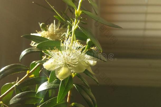 香桃木属植物开花采用明亮的日出光采用前面关于W采用d