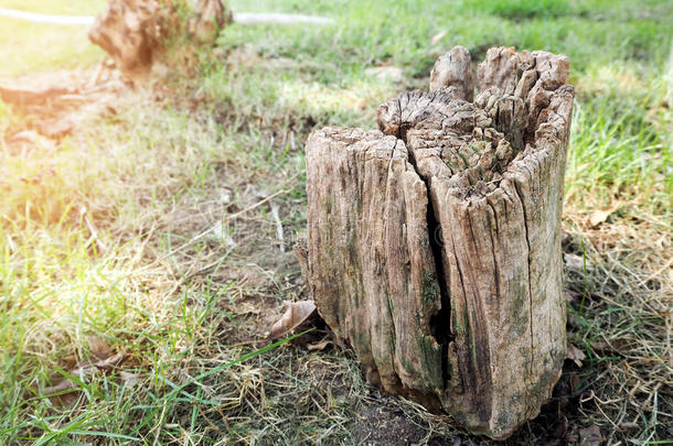 树桩干的干燥的采用指已提到的人中部关于指已提到的人草地.