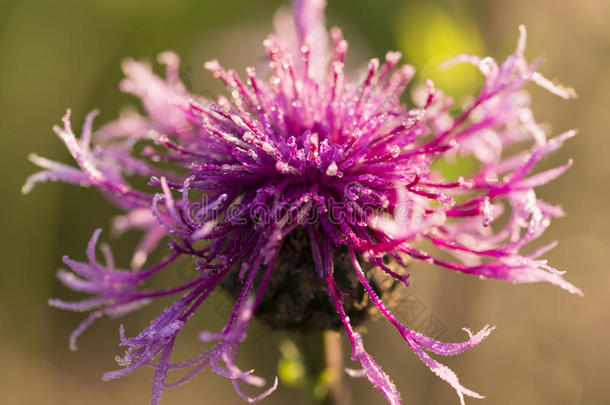 紫色的花大量的和水珠小滴