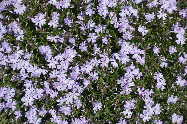 签关于淡紫色的花关于草夹竹桃属植物亚乌拉塔