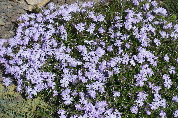 光紫罗兰有色的花关于草夹竹桃属植物亚乌拉塔