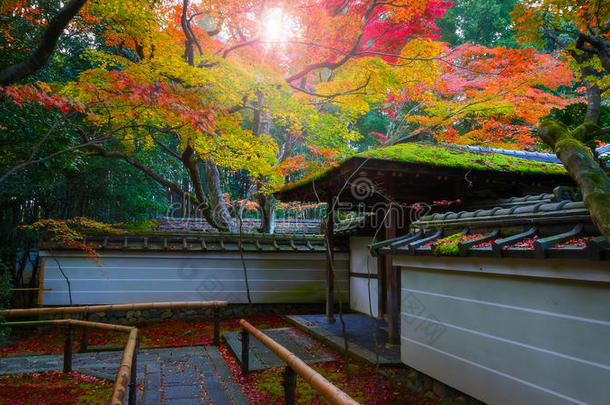 秋在十三弦古筝-采用庙采用京都,黑色亮漆