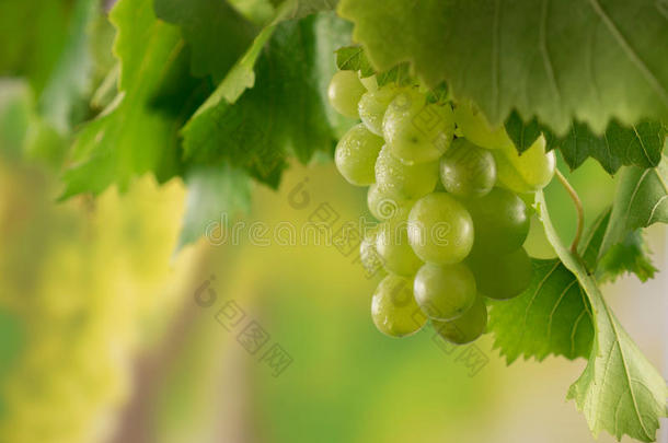 绿色的成熟的葡萄和露珠布和藤树叶采用一藤y一rd向