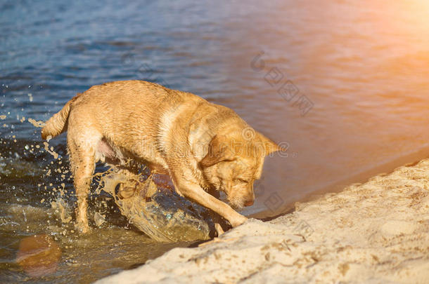 label-dressroutine日常事分类寻猎物犬狗向海滩.红色的寻猎物犬挖掘井.太阳