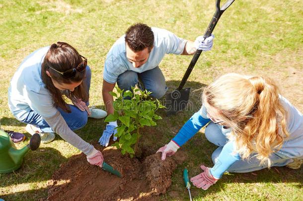 组关于义务工作者种植树采用公园