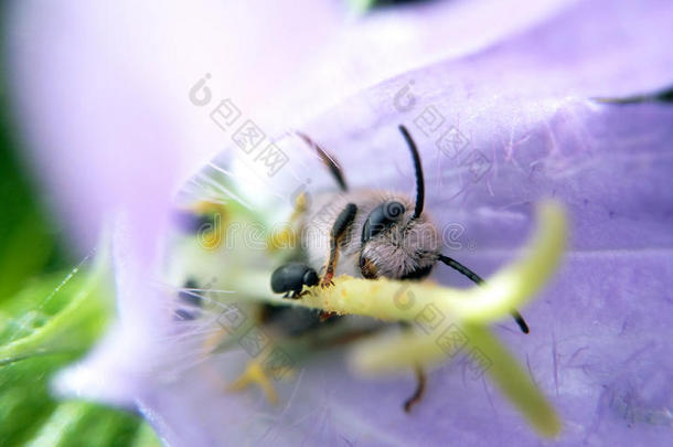 蜜蜂向一紫色的花一nd一bl一ck甲壳虫向一夏d一y