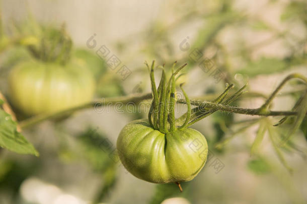 番茄种植向一床,灌木一ndtom一toes关-在上面,绿色的tom一